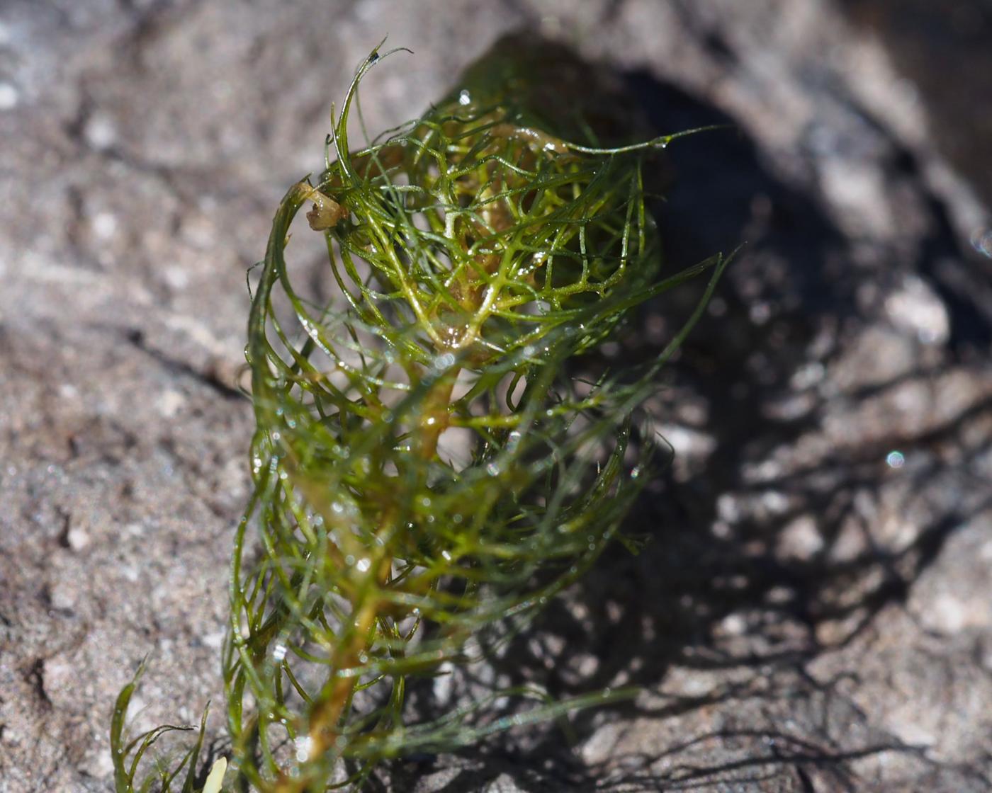 Water-milfoil, Alternate-leaved leaf